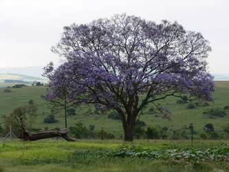 Jacaranda-Baum