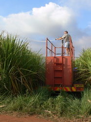 Das Zuckerrohrfeld wird mit brennbarer Flüssigkeit eingesprüht