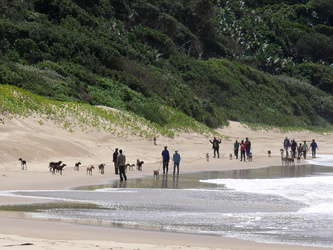 Einheimische Jäger mit ihren Hunden am Strand