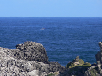 Wal an der Küste der Robberg Halbinsel