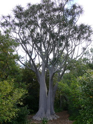 Affenbrotbaum im Botanischen Garten von Kirstenbosch