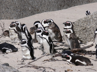 Pinguinkolonie in Boulders Beach bei Simonstown