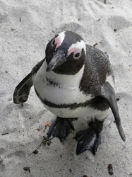 Pinguin in Boulders Beach bei Simonstown
