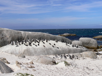 Pinguinkolonie in Boulders Beach bei Simonstown