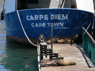 Carpe Diem ist wohl nicht das Motto dieser Robben an der Waterfront