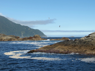 Robbenbänke an der Tasman Sea