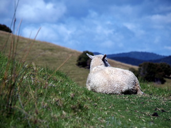 Schaf auf Urupukapuka