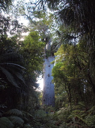 Tane Mahuta - riesiger Kauri-Baum 4,4m Durchmesser