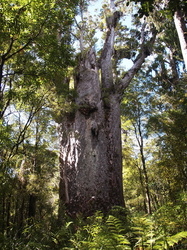 Riesiger Kauri-Baum