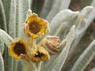 Paramo Flower (Espeletia pycnophylla)