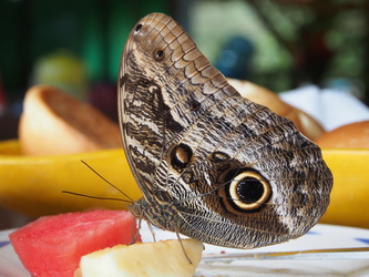 Schmetterling beim Frühstück