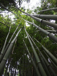Bamboo Rock Garden