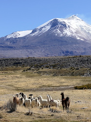 Lama-Herde vor Vulkan