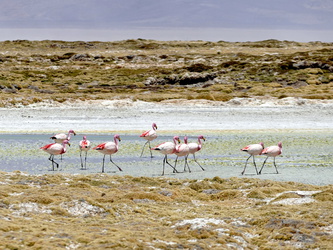 Flamingos am Surire-Salzsee