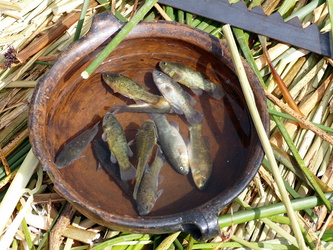 Fische aus dem See