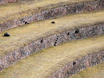 Inka-Terrassen mit Stufen