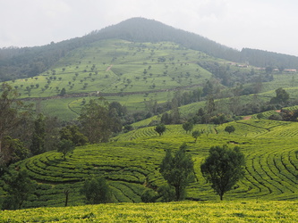 Blick über die Teefelder