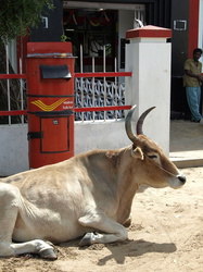 Kuh vor dem Postamt