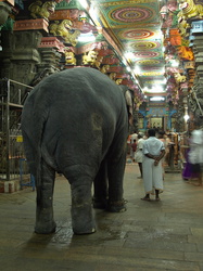 Tempelelefant im Minakshi-Tempel