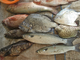 Fisch-Schwarm auf dem Markt