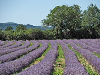Lavendel-Blütenpracht