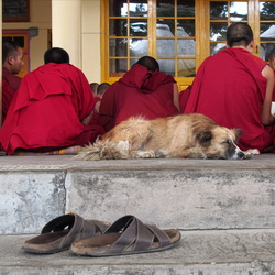 Im Kloster des Dalai Lama