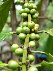 Kaffee-Baum
