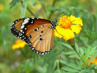 Schmetterling - Afrikanischer Monarch