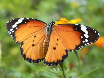 Schmetterling - Afrikanischer Monarch