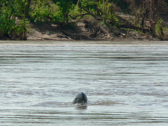 Irrawaddy Delphin