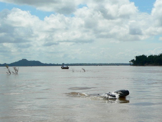 Irrawaddy Delphin