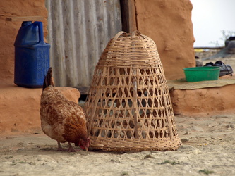 Huhn mit Küken im typischen Korbkäfig