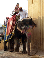 Elefanten-Taxi am Amber Fort