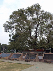 Bodhi-Baum - Abkömmling des Baumes unter dem Buddha seine Erleuchtung erlangte