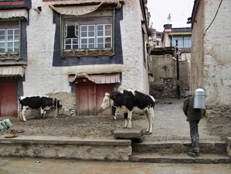 Kühe direkt im Vorgarten in der Altstadt