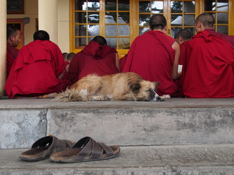 Mönche beim Gebet im Kloster des Dalai Lama