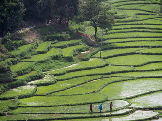 Terassenfelder auf dem Weg von Dharamsala nach Manali