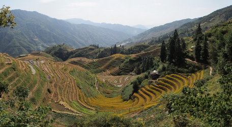 Panoramablick über die Reisfelder