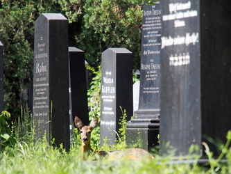 Reh auf dem Zenralfriedhof