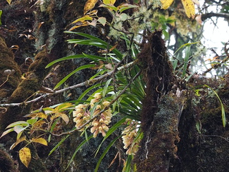 Orchideen im Nebelwald