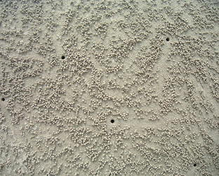 Krebs-Sandkugel-Kunst