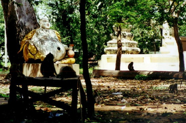 Tempelanlage mit viele wilden Affen