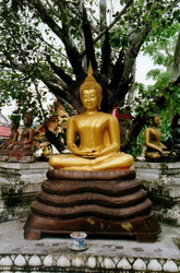 Buddha unter Bodhibaum