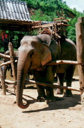 Elefant mit Reitgestell