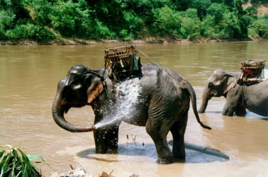 Elefantenbad im Fluss