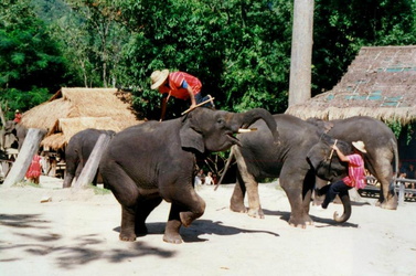 Vorführung im Maesa Elephant Camp