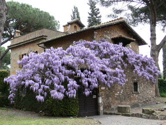 Herrliche Blüten an der Via Appia Antica