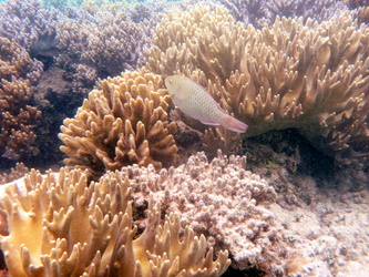 Michaelmas Reef