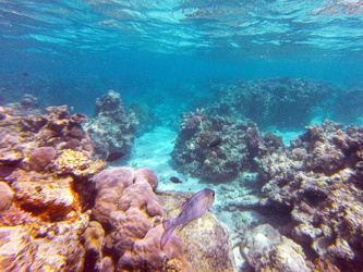Opal & Toungue Reef