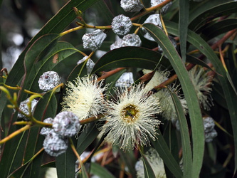 Eukalyptus-Blüte